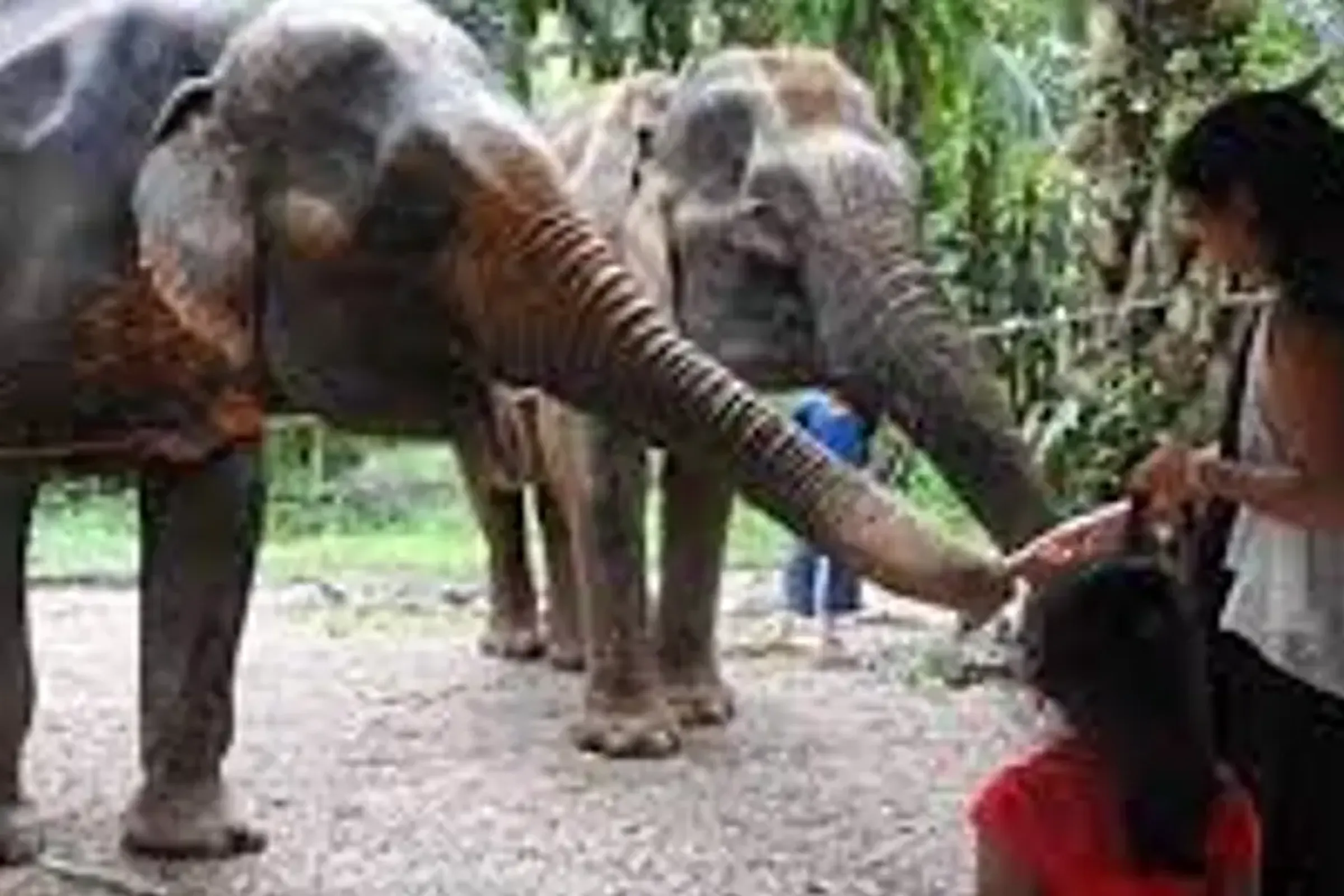 Aonang Elephant Sanctuary Experience